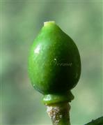  Fruit